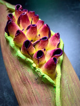 Load image into Gallery viewer, closeup image of a seedpod sculpture by meredith chernick of fern street pottery. the sculpture is made of porcelain and cold finished in bright colors with smooth hombre blends. this sculpture depicts a seedpod&#39;s husk with small protrusions emerging from within.