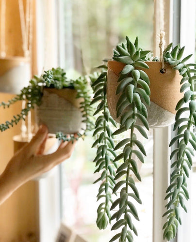 pottery hanging planters, in red clay with speckled white glaze,, hanging in the window, planted with succulents, burrow's tail