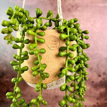 Load image into Gallery viewer, Hanging pottery planters shown with succulents. hanging planter Thrown in speckled buff clay and angle dipped glazed in speckled white. planters are strung with hemp twine and have NO drainage hole. Wheel thrown and handcrafted at Fern Street Pottery