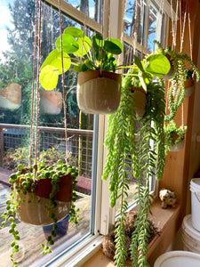 A group of hanging planters on display in the fern street pottery studio. filled with sedum, money plant, string of pearls and burro plants.