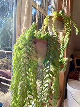 Load image into Gallery viewer, A group of hanging planters on display in the fern street pottery studio. filled with sedum and burro plants.