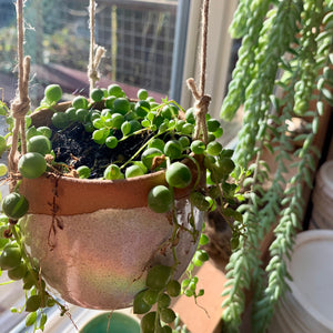 A hanging planter on display in the fern street pottery studio. filled with string of pearls plant. shown in red clay with speckled white glaze.