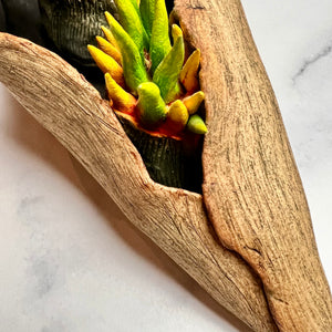 detail image of my Seed Pod Sculpture, Pods within Pod. Sculpted from stoneware it shows the outer husk around the inner blooming seed pods which are rich and vibrant in color, coming to life.