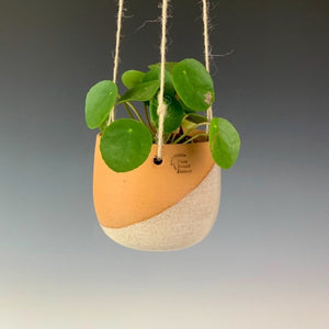 pottery hanging planter with twine, planted with a money plant. red clay glazed at an angle in white.