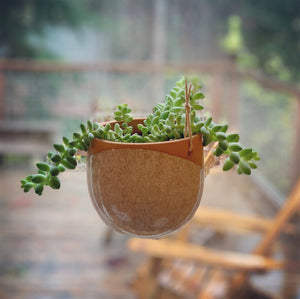 Pottery hanging planter, hanging in window, planted with a succulent which hangs over the edges.