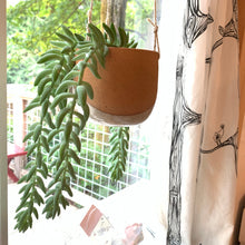 Load image into Gallery viewer, Pottery planter hanging in window. burrows tail plant trailing down from planter